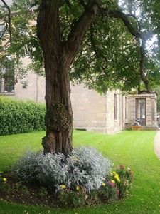 Tree at Ormesby Hall